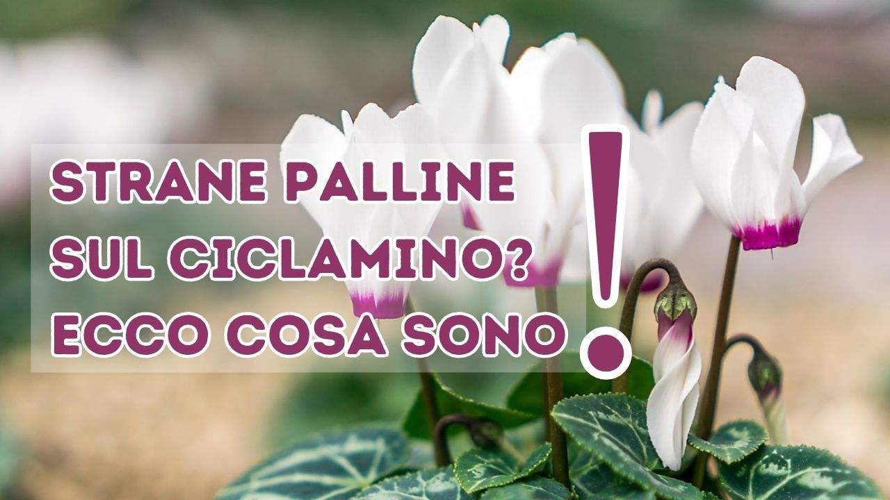 strane palline ciclamino