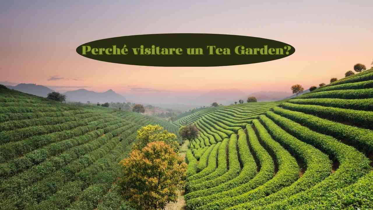 visitare Tea Garden