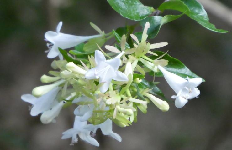 Una pianta di abelia