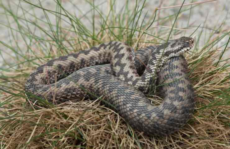 Una vipera berus europea