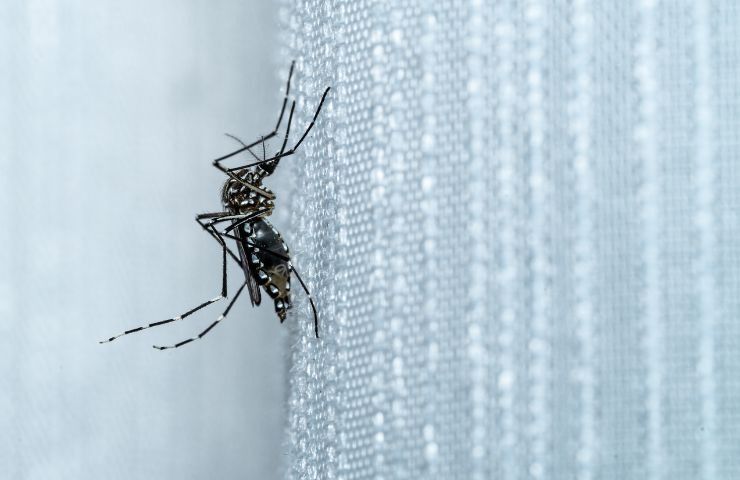 sintomi infezione Dengue