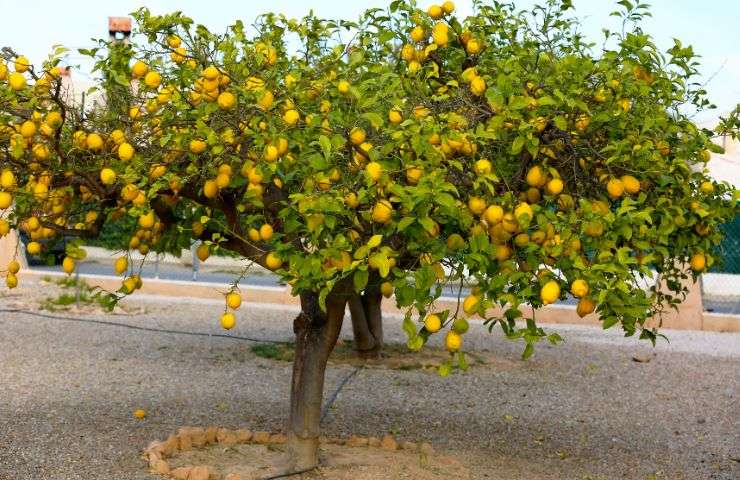 albero di limoni farina di ossa