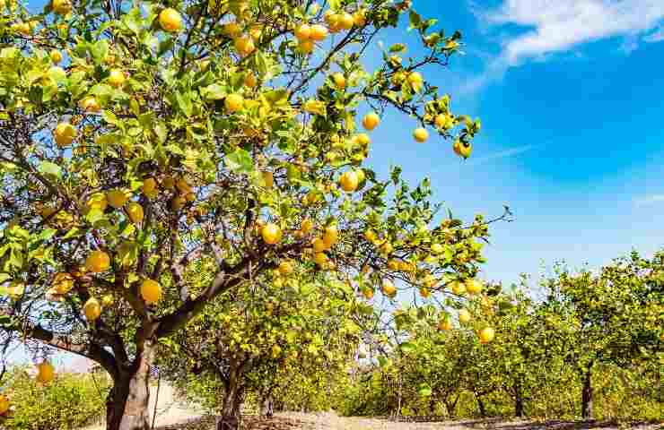 albero di limoni cura