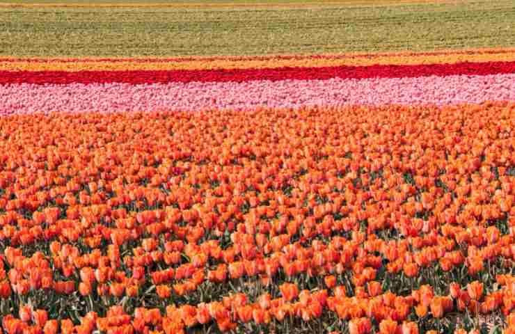 fiori tulipani giardinaggio