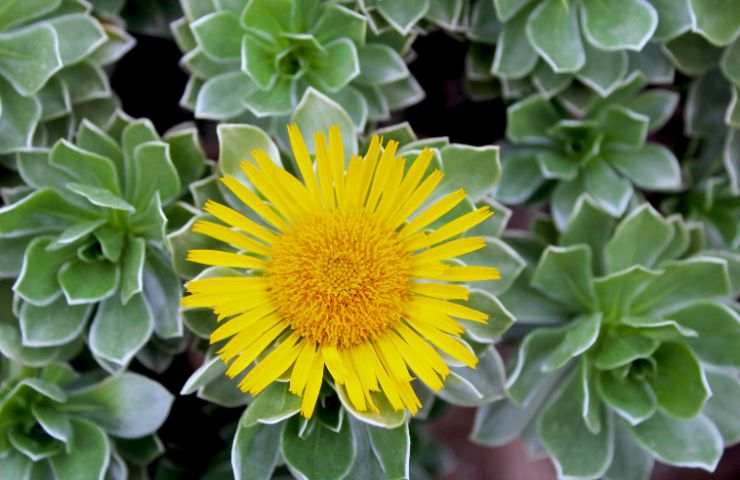 margherita pianta primaverile