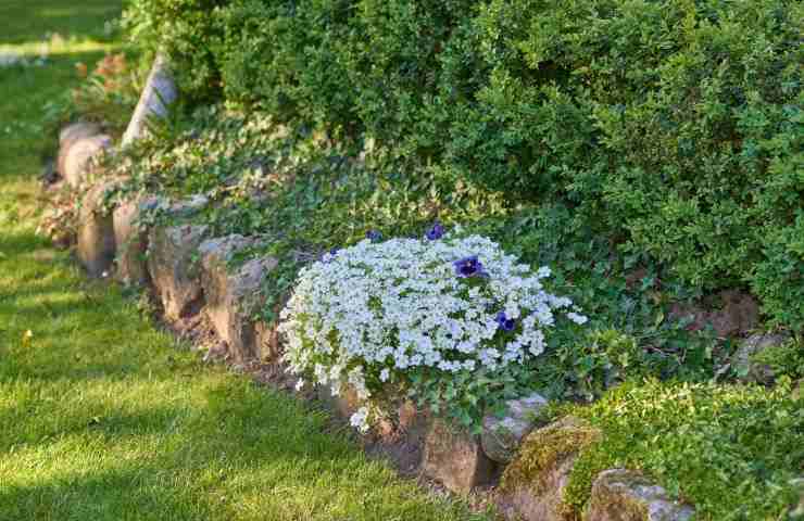 arbusto da giardino