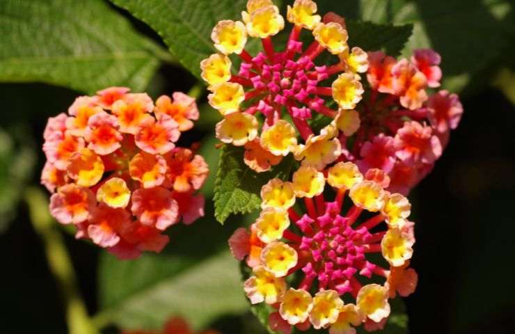 lantana fiorita