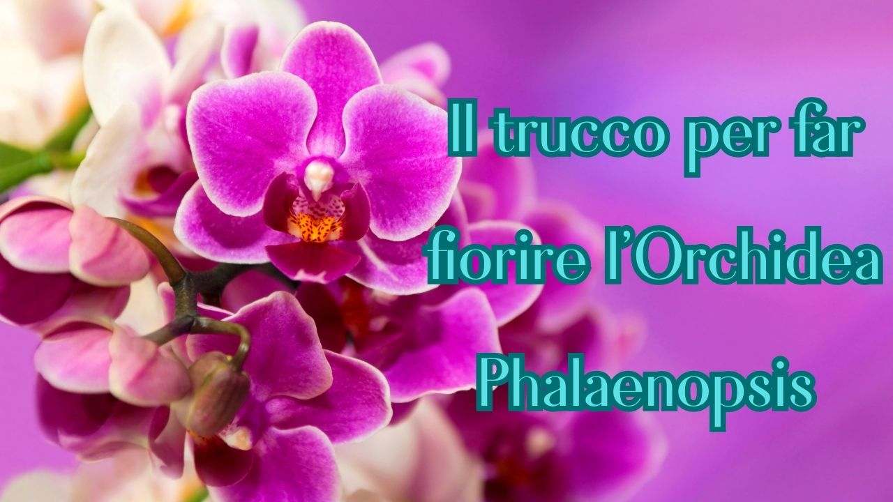 fioritura orchidea phalaenopsis