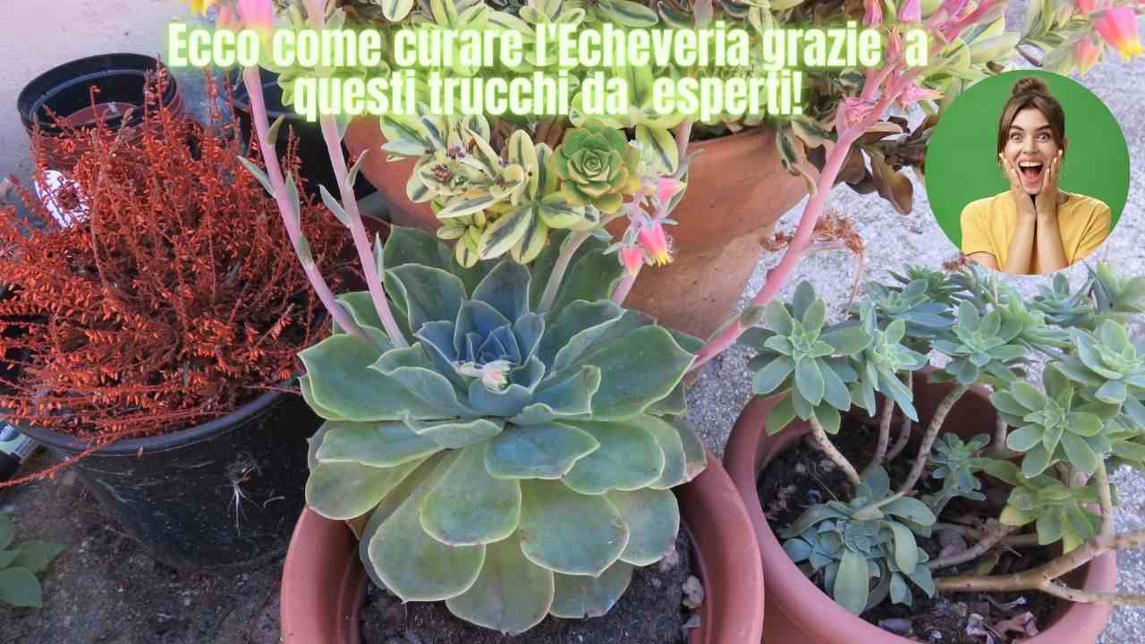 giardinaggio echeveria