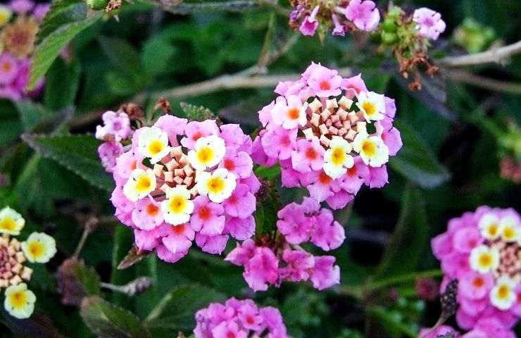 lantana fiori 