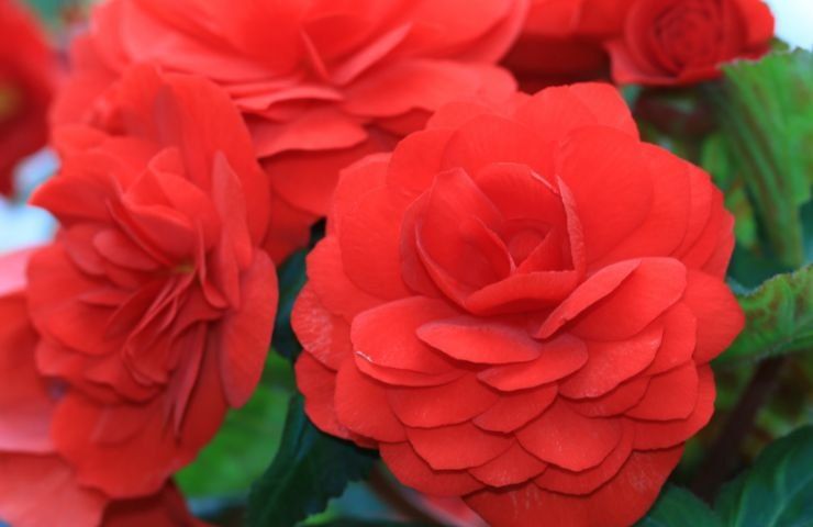 fioritura begonia