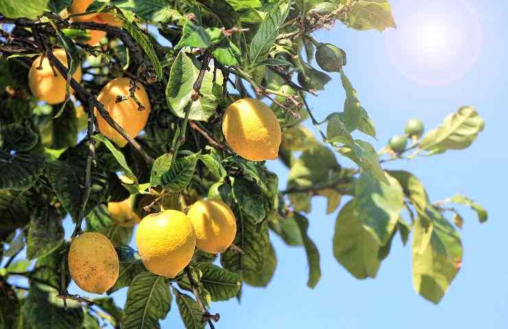 pianta di limone cure