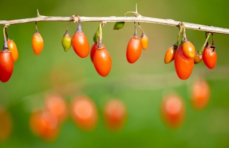 bacche di goji proprietà miracolose