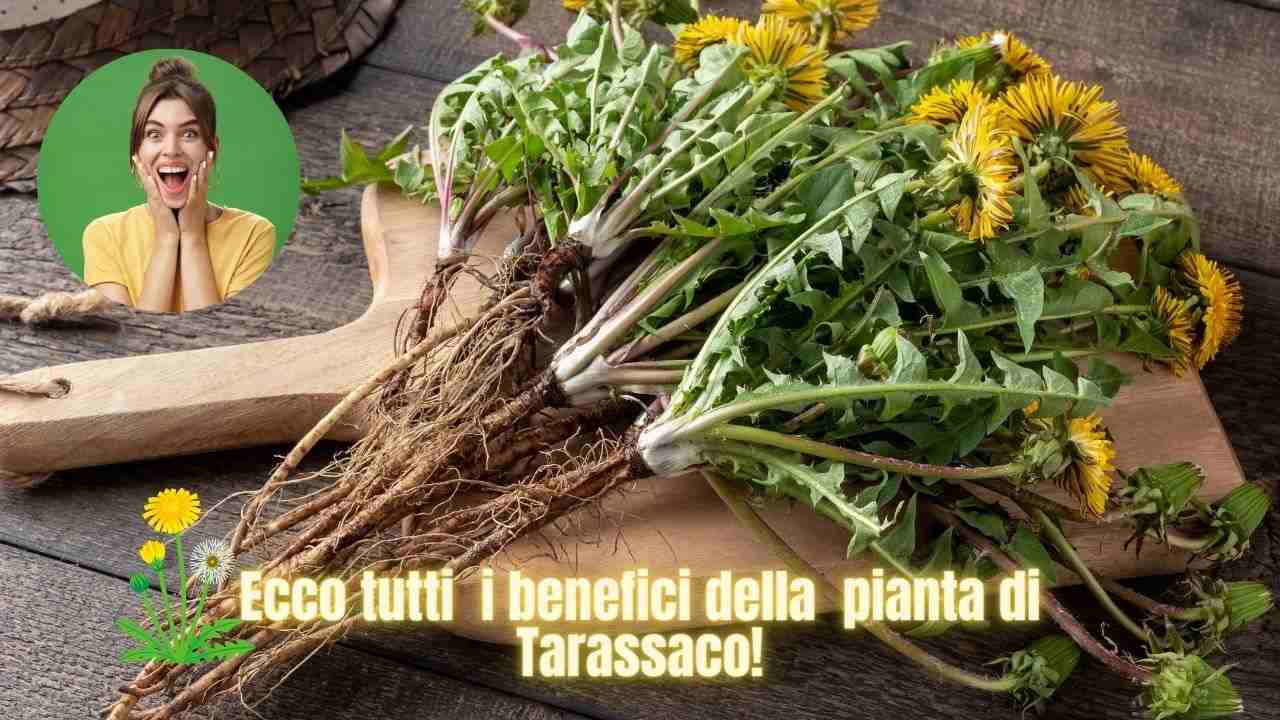 piante benefiche tarassaco