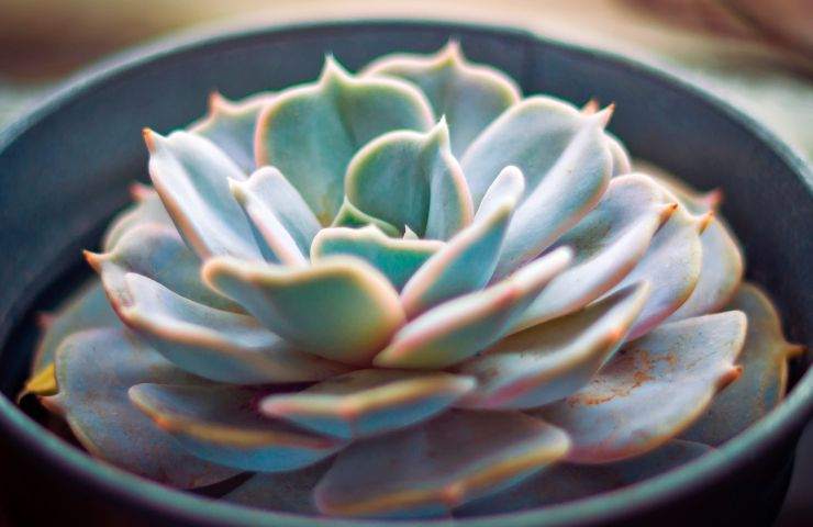 potatura dell'echeveria