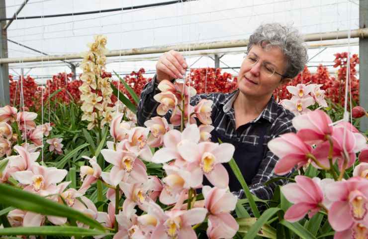 coltivare orchidee