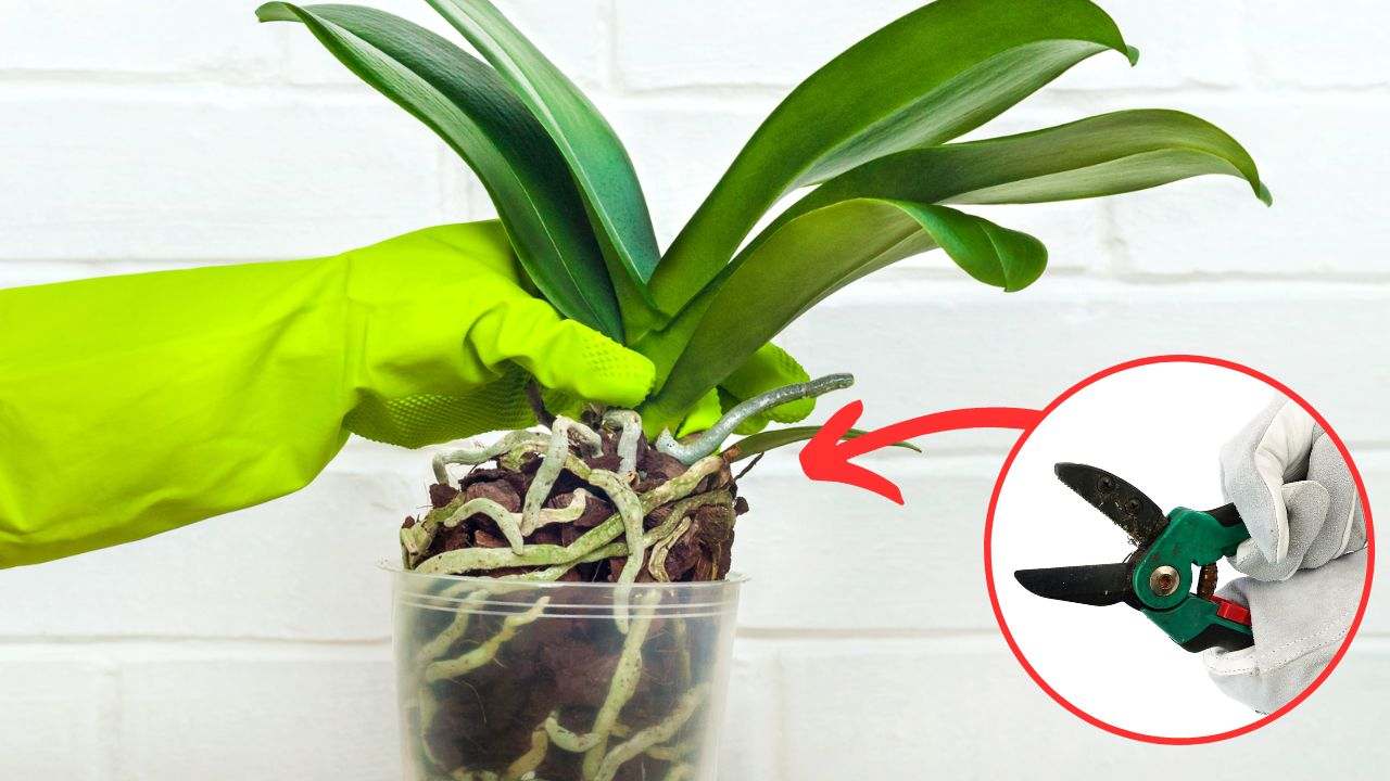 potare radici orchidee