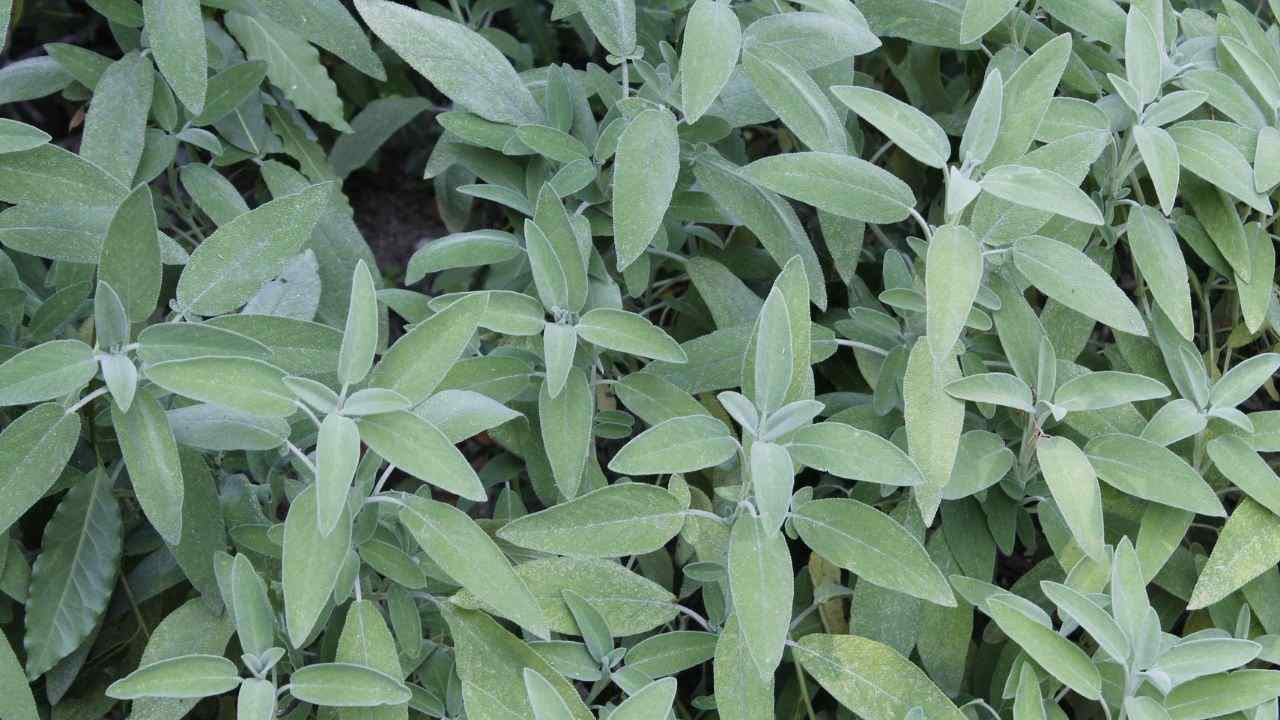 salvia pollice verde