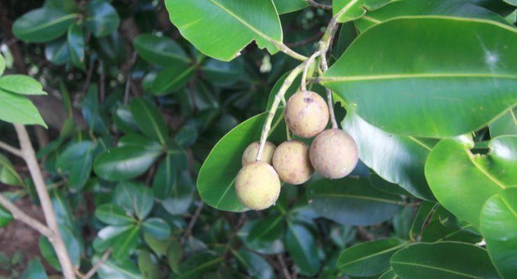 benefici olio tamanu