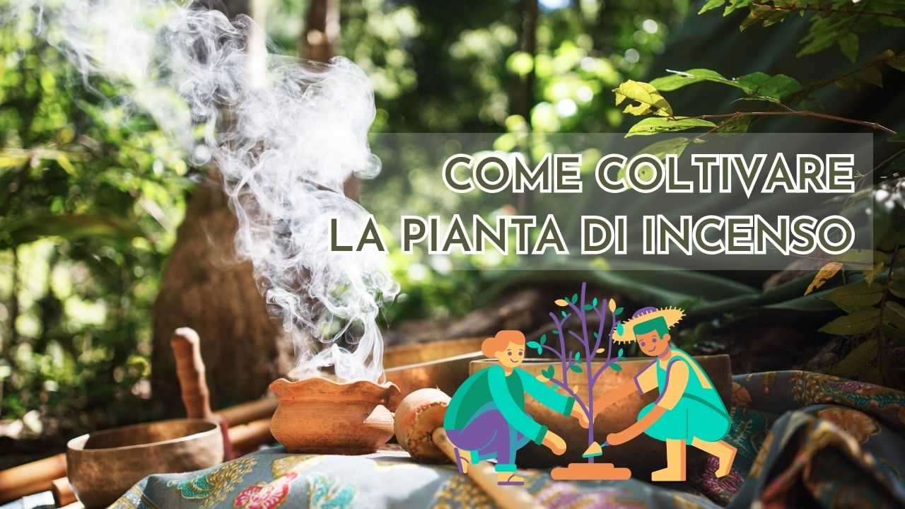 coltivare pianta incenso