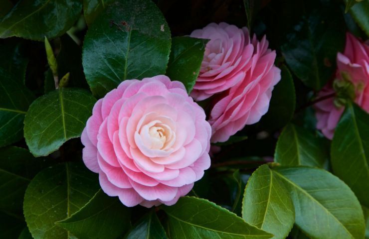 camelia fiore