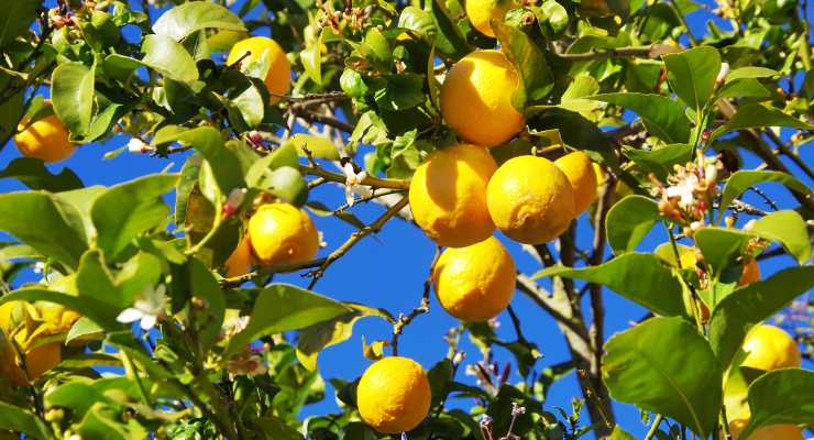 Limoni retroscena albero