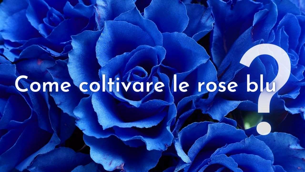 coltivare rose blu