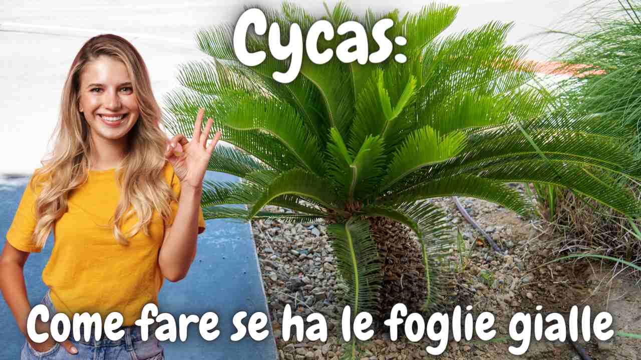 Cycas come annaffiare
