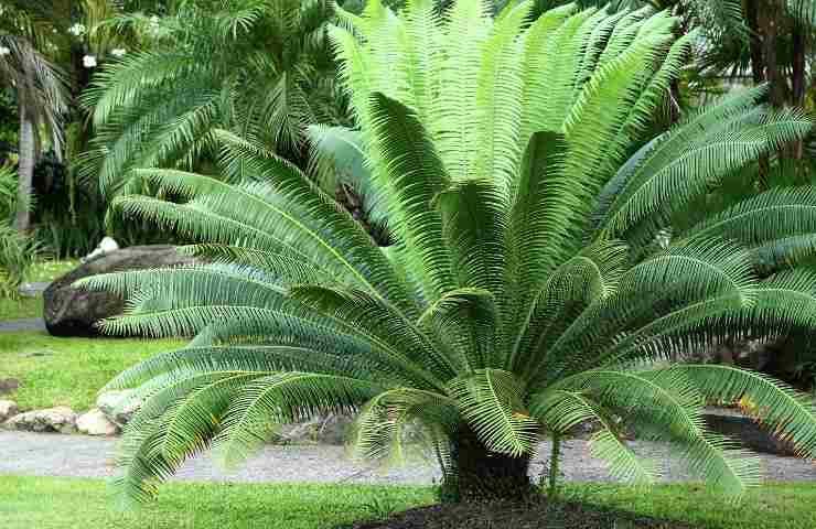 Cycas come curare