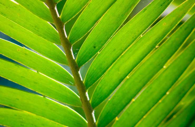 Cycas come concimare