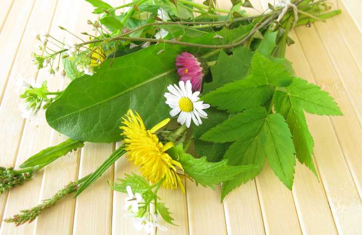 Quali erbe e fiori selvatici avere in casa