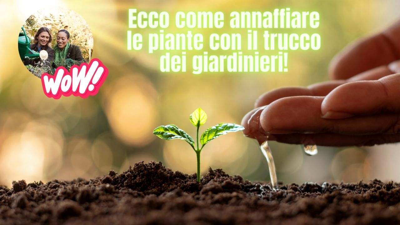pollice verde piante