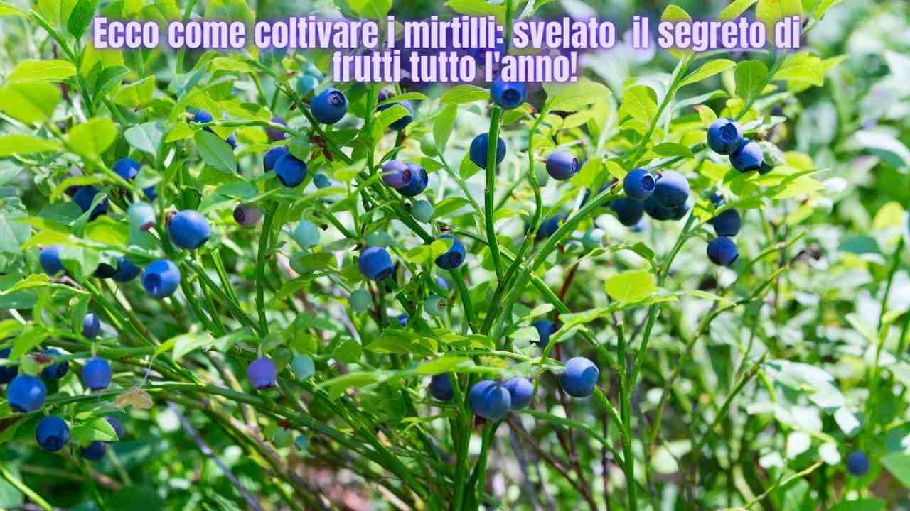 mirtilli benefici