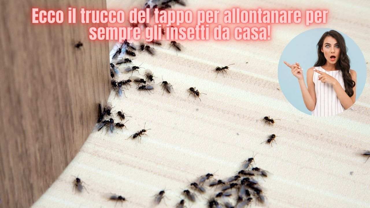insetti rimedi