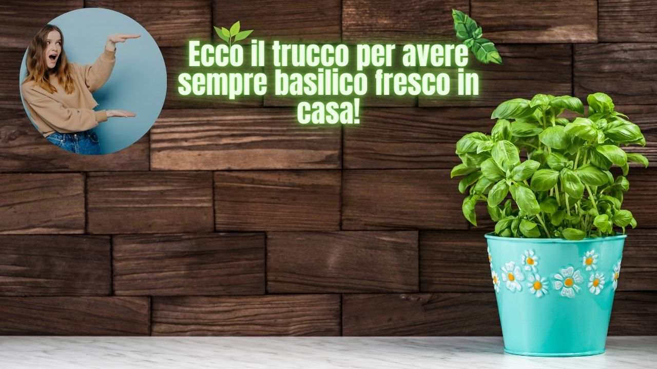 basilico proprietà