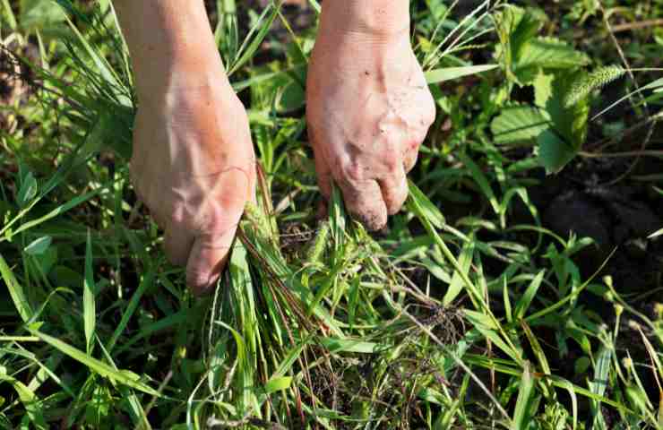 Come eliminare le erbe infestanti in modo naturale?