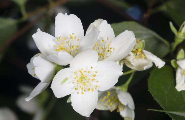 fiori della pianta di limone