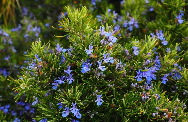 crescere fiori di rosmarino