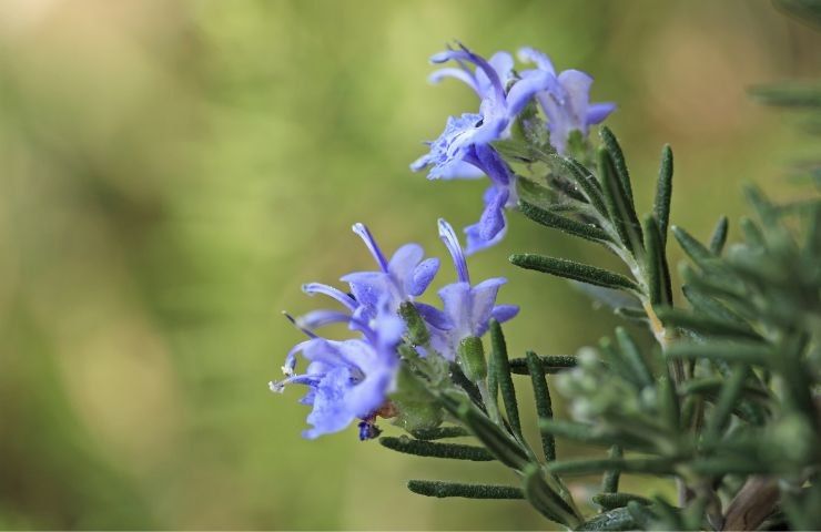 come far fiorire il rosmarino