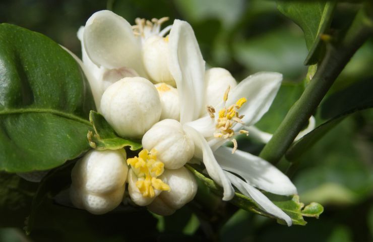 Fiori pianta limoni