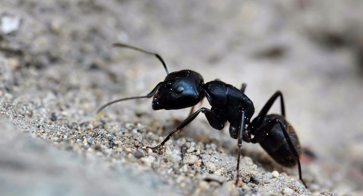 Metodo eliminare formiche