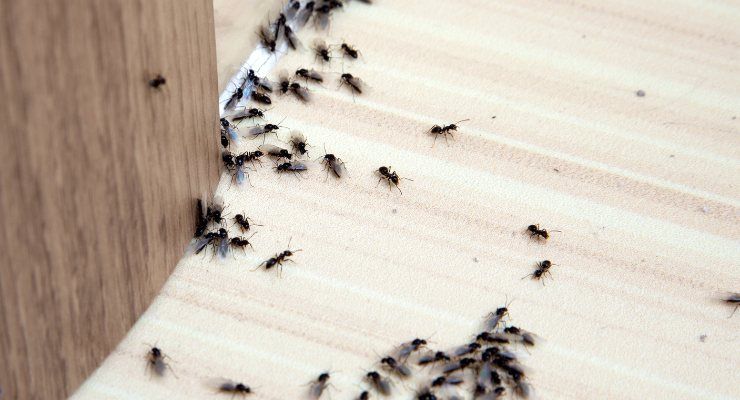 Allontanare formiche rimedio