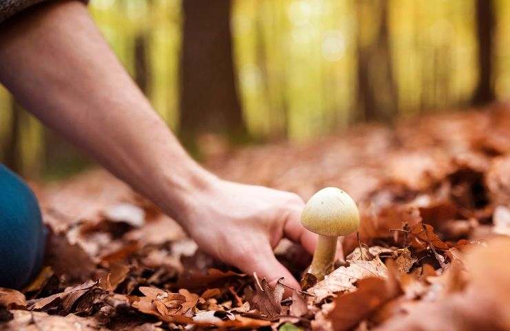 come raccogliere i funghi