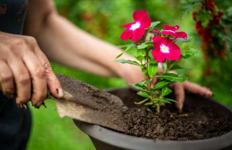 come fare giardinaggio