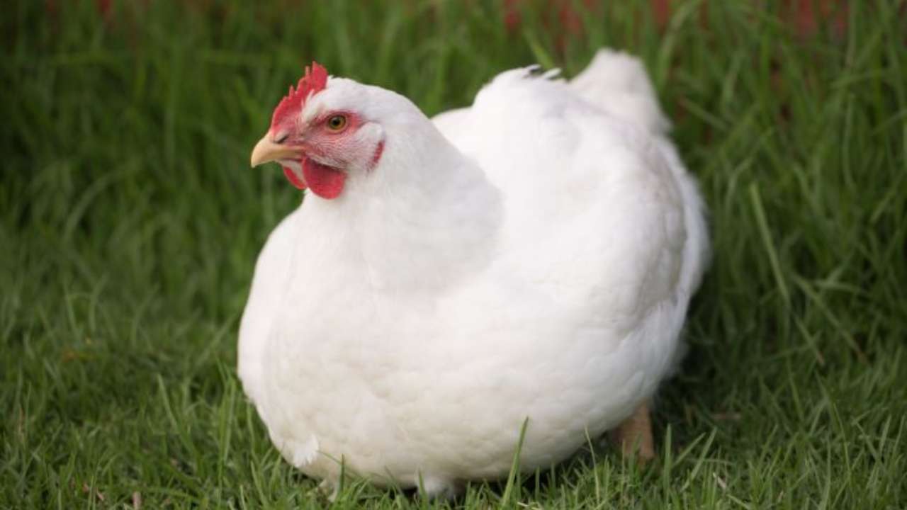 retroscena allevamenti polli