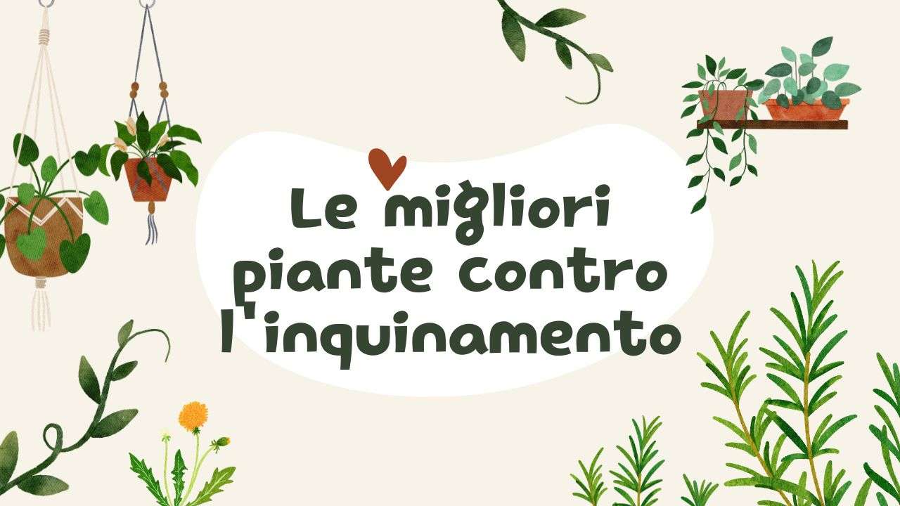 piante contro inquinamento