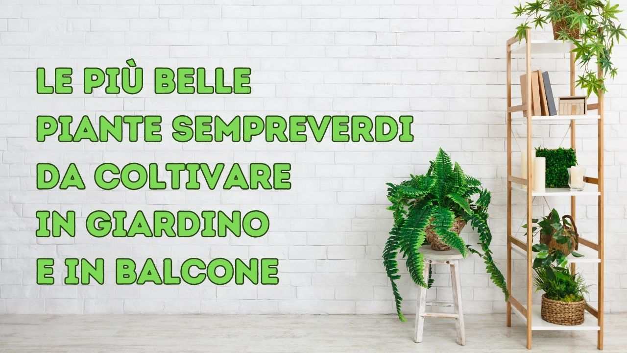 piante più resistenti