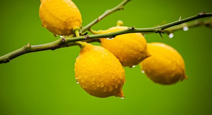 Attenzione retroscena albero limoni