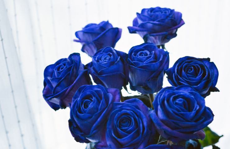 Mazzo rose blu