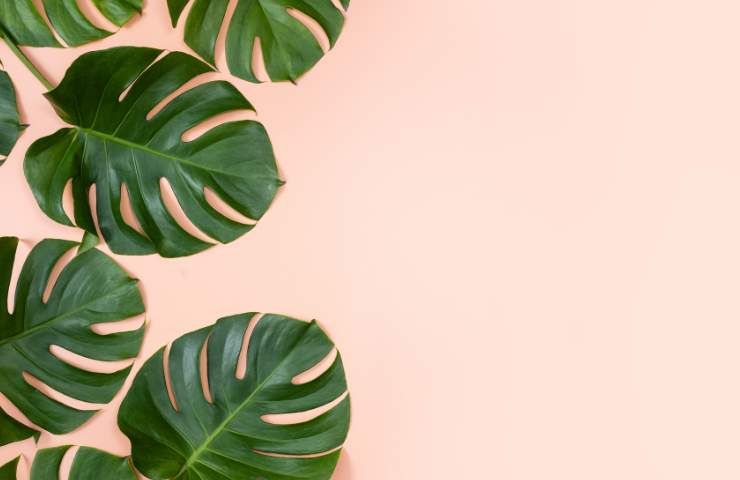 Pianta Monstera